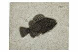 Elegant Fossil Fish (Cockerellites) - Wyoming #251928-1